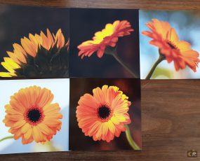 set-B-zonnebloem_gerbera-scaled.jpg