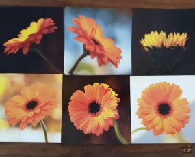 set-C-zonnebloem_gerbera.jpg