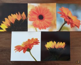 set-zonnebloem_gerbera-scaled.jpg