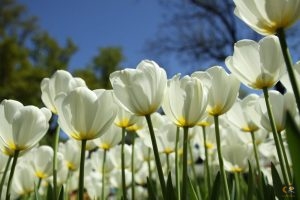 keukenhof, tulpen