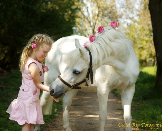 de band met je paard, fotoshoot, paardenfotografie, cecielripfotografie